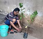 Tree Planting